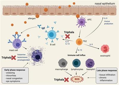 Pharmacological Benefits of Triphala: A Perspective for Allergic Rhinitis